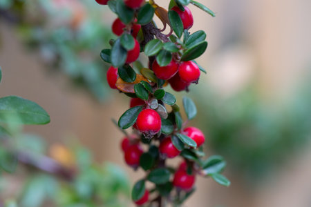 Cotoneaster horizontalis. Branches with red berries and green leaves.の写真素材