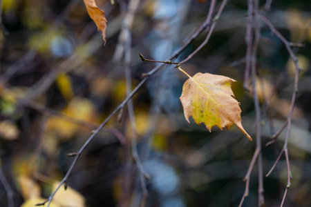 autumn birch leaves on a branch, selective focus,