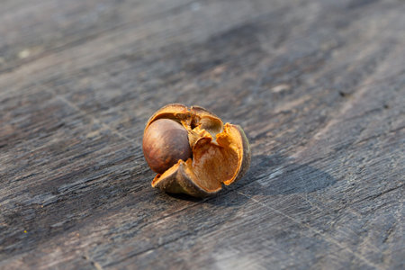 camellia seeds, close up background. seeds of camellia from the leaves of which black and green tea are made.の写真素材