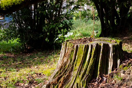 Rustic Tree Stump in Lush Green Forest, Ideal for nature websites, environmental presentations,...