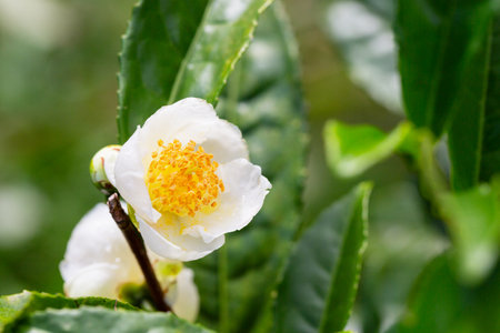 Tea leaf and white flower in tea plantation. Flower of tea on trunk. Beautiful and fresh white tea flower selective focus.の写真素材