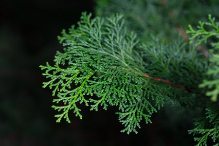 Close up of the green branches of Chamaecyparis obtusa, selective focus.