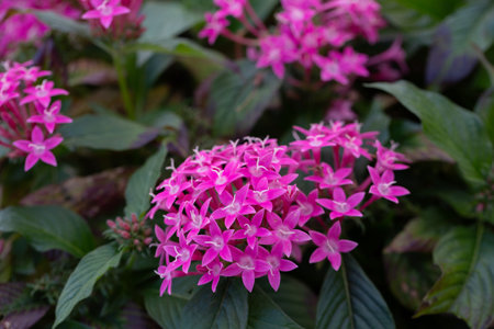 Vibrant Pentas Lanceolata in Bloom, Colorful Mix of Pentas Flowers, Pentas Lanceolata: A Garden Delight.の写真素材