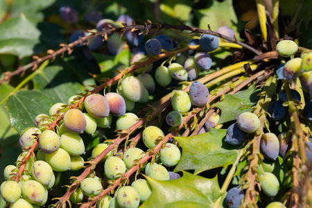 Mahonia aquifolium plant with unripe green fruits, ornamental evergreen plantの写真素材