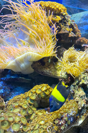 underwater image of an Actiniaria - Sea Anemone Actiniaria