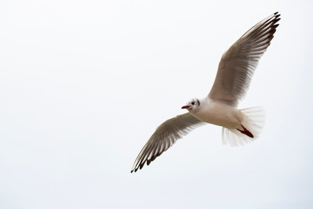 Seagull in flight isolated on a white background.