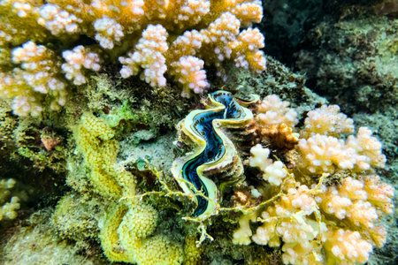 Coral Reef at the Red Sea,Egypt