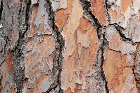 bark texture of Pinus Pinea L. pine trunk close up.