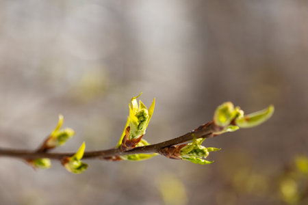 green new spring buds on a tree branch in early spring. close-up, selective focus. Spring...
