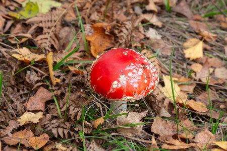 autumn background. amanita muscaria mushroom in autumn forest. harvest fungi concept. Fly agaric,...