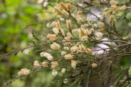 Melaleuca ericifolia (swamp paperbark) flowers on tree in spring Myrtaceae. Australian shrubs and trees of the Myrtle family.の写真素材
