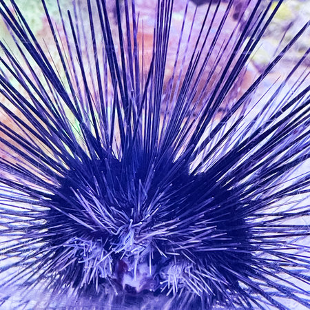 urchin, sea, sea urchin, animal, black, underwater, marine, black sea urchin, mediterranean sea,...
