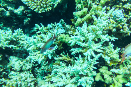 Coral Reef at the Red Sea,Egypt