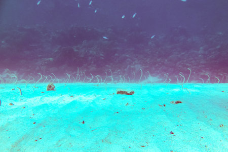 Red sea garden eel. Hundreds of eels are standing in the sand under the water at the coral reef