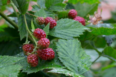 ripe red raspberries on green bush with green leaves and water drops after rain
