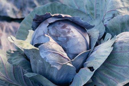 Red cabbage growing in garden. Soon ready to harvest cabbage plant with large green leaves. Lush...