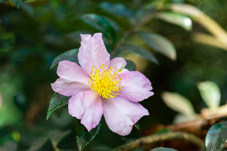 Autumn Flowering Camellia sasanqua 'Plantation Pink' Evergreen Shrub. The leaves and fruits of this camellia contain a large amount of essential oils, which are used for the manufacture of perfumes and confectionery fragrances, antiseptics, microscopic techniques and soap making.の写真素材