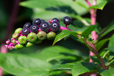 Phytolacca americana decandra, also known as American pokeweed, pokeweed, poke sallet, dragonberries, and inkberry, is a poisonous, herbaceous perennial plant in the pokeweed family Phytolaccaceaeの写真素材