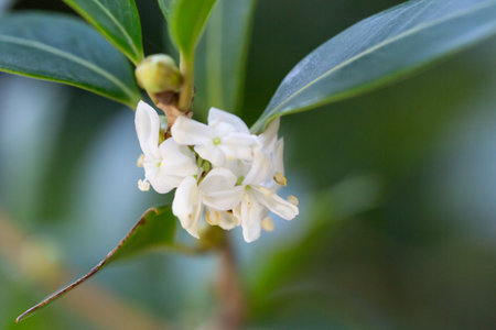 False holly ( Osmanthus heterophyllus ) flowers. Oleaceae Dioecious evergreen tree. Sweet-scented...