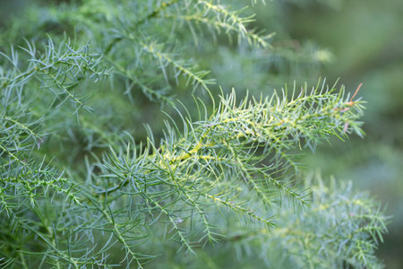 Cryptomeria japonica, commonly called Japanese cedar or sugi. green thin twigs, selective focus.