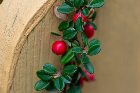 Cotoneaster horizontalis. Branches with red berries and green leaves.