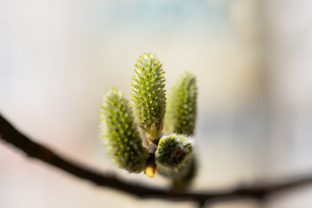 Willow branch with catkins near the river in sunny weather, willow - Easter symbol. Spring backgroundの写真素材