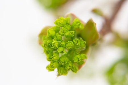 Norway Maple (Acer platanoides), flowering, macro. Delicate green maple flowers and buds on a branch...
