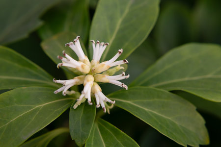 Japanese Pachysandra Flowers in Bloom. A small white flowers on a branch in the garden, macro.の写真素材