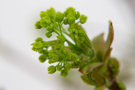 Norway Maple (Acer platanoides), flowering, macro. Delicate green maple flowers and buds on a branch...