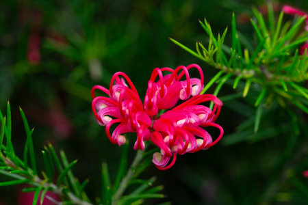Grevillea juniperina, commonly known as juniper- or juniper-leaf grevillea or prickly spider-flowerの写真素材