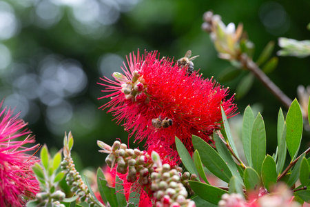 Close-up shot of beautiful Callistemon citrinus (called red bottlebrush) flower. Callistemon citrinus is native to Australia. Natural backgrounds, blossom, botany and wallpaper backgrounds.の写真素材