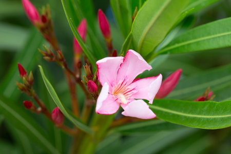 Pink flower. Oleander flower or Nerium oleander L. in the garden