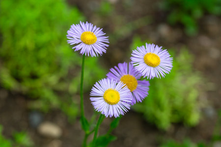 Blooming Erigeron speciosus flower close up on nice spring day. Ornamental flowering. Summer blooms...