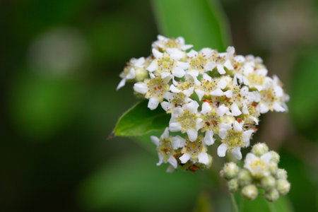 Dichotomanthes tristaniicarpa is a deciduous shrub native to China. Dichotomanthes flowers have a...