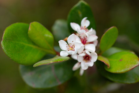Rhaphiolepis indica Rosaceae flowerの写真素材