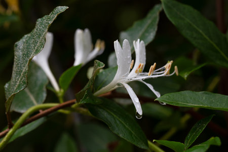 white flowers of a Lonicera japonicaの写真素材