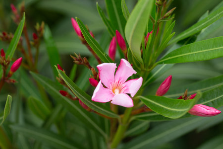 Pink flower. Oleander flower or Nerium oleander L. in the gardenの写真素材