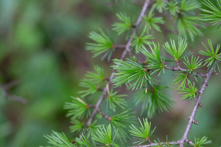 Atlas cedar (Cedrus atlantica) is a cedar native to the Atlas Mountains of Morocco.の写真素材