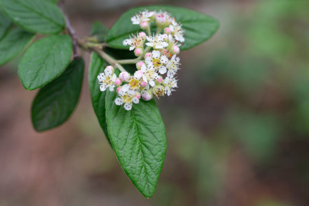 Willow-leaved cotoneaster branch with white flowers - Latin name - Cotoneaster salicifolius