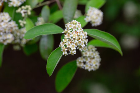 Dichotomanthes tristaniicarpa is a deciduous shrub. Dichotomanthes flowers have a very unusual...
