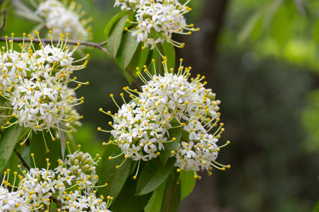 Reevesia pubescens macro ( var. siamensis ) beautiful wild flower in forest, nature background