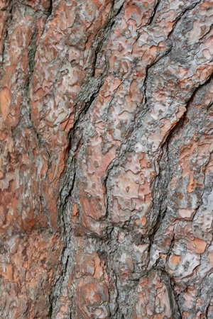 Rough tree bark with deep cracks and natural textures.の写真素材