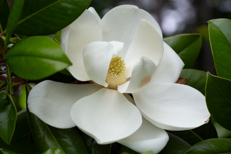 Magnolia grandiflora (Southern magnolia) flowers close-up. The fragrant flowers bloom in summer, and the contrast between the white flowers and the deep green leaves is very beautiful.の写真素材