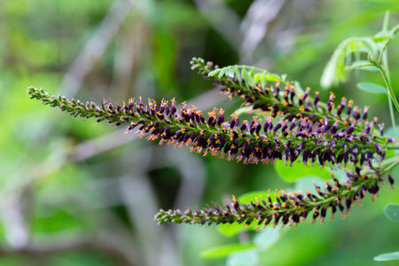Amorpha fruticosa (false indigo) flowers macro. Fabaceae deciduous shrub. It produces black-purple...