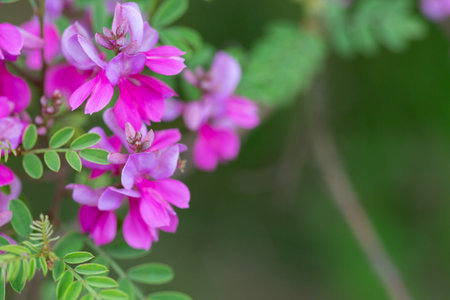 Close-up view of a flowering Himalayan indigo (Indigofera heterantha) selective focus.の写真素材