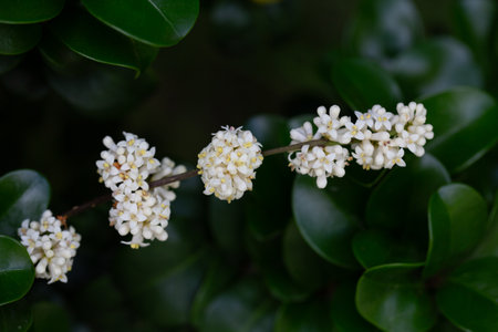 Macro clusters of white flowers of -Ligustrum japonicum rotundifolium shrubの写真素材