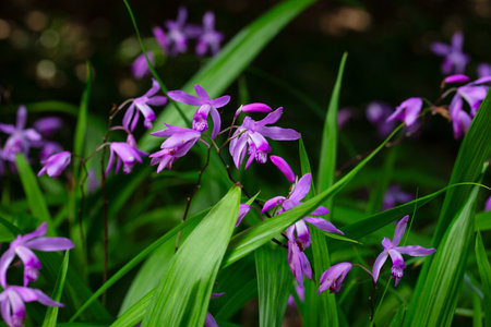 Bletilla striata flowers in spring. A purple frost-resistant terrestrial (ground or garden) orchid. Native to China, Japan, Korea, and Myanmaの写真素材