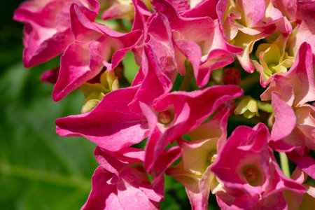 Hydrangea macrophylla is a species of flowering plant in the family Hydrangeaceae, macro