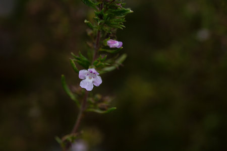 Close-up of the textured background of summer spicy herbaceous plants (satureja hortensis) growing...