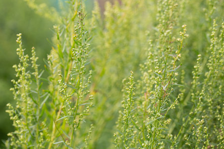 Plant Estragon or Tarragon (Artemisia dracunculus) is a spice used in pickling, canning, and is an...